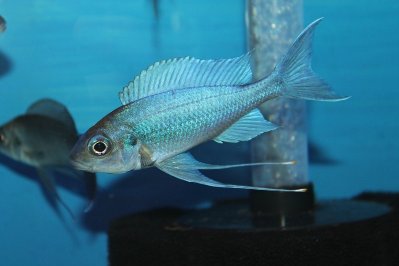 Ophthalmotilapia ventralis 'Kasanga'